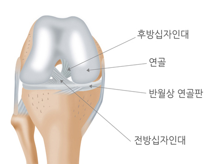 후방십자인대, 연골, 반월상 연골판, 전방십자인대