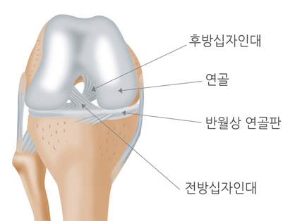 후방십자인대, 연골, 반월상 연골판, 전방십자인대