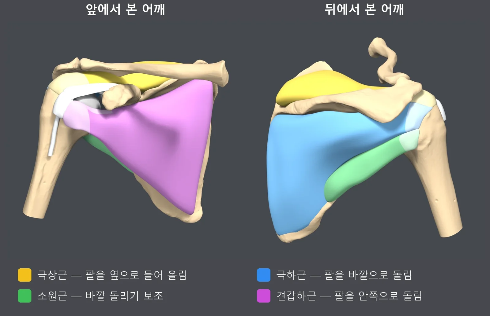 회전근개 네 근육을 색으로 구분한 정상 어깨 3D 모델. 앞에서 본 모습에서는 보라색 견갑하근, 뒤에서 본 모습에서는 노란 극상근, 파란 극하근, 초록 소원근이 보인다