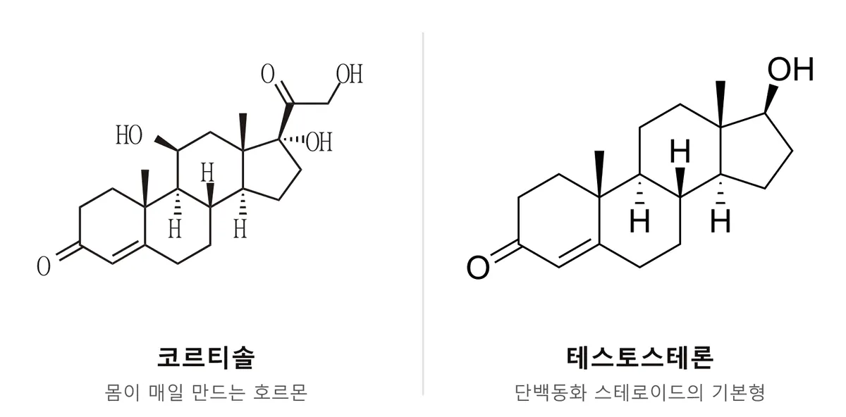 코르티솔과 테스토스테론의 분자 구조 비교. 둘 다 고리 네 개가 이어진 같은 뼈대를 가졌지만 붙어 있는 가지가 다르다