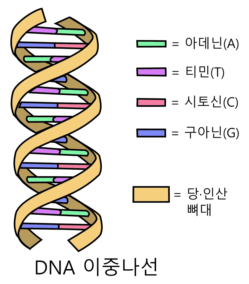 DNA 이중나선 모식도. 당·인산 뼈대 두 가닥이 꼬여 있고 그 사이를 아데닌·티민·시토신·구아닌 네 가지 염기가 짝지어 잇고 있다